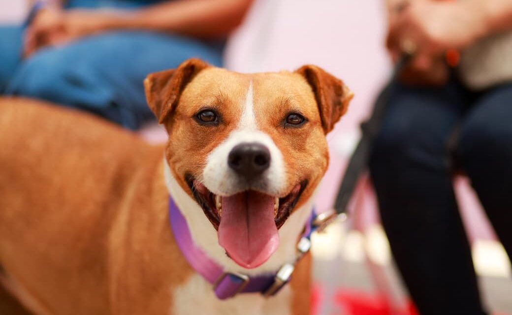 SUMA BAJA CALIFORNIA UN NUEVO HOGAR DE BIENESTAR PARA PERROS Y GATOS EN TECATE