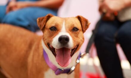 SUMA BAJA CALIFORNIA UN NUEVO HOGAR DE BIENESTAR PARA PERROS Y GATOS EN TECATE