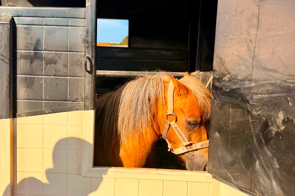 RESCATAN A PONY TRAS DENUNCIA POR PRESUNTO MALTRATO ANIMAL EN ENSENADA