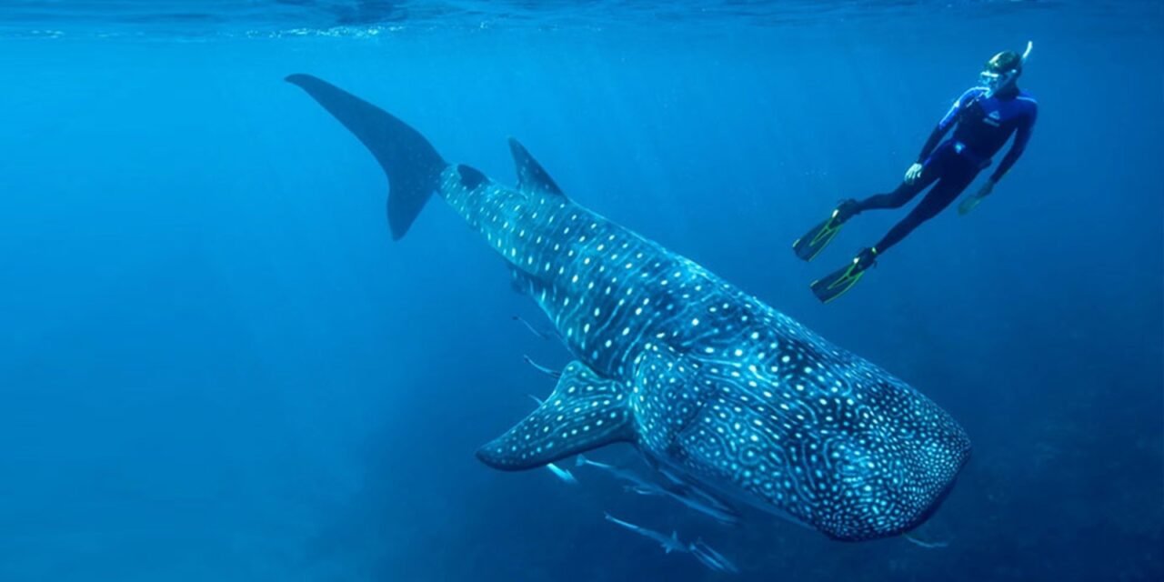 BAJA CALIFORNIA INICIA LA TEMPORADA DE NADO Y AVISTAMIENTO DE TIBURÓN BALLENA EN BAHÍA DE LOS ÁNGELES