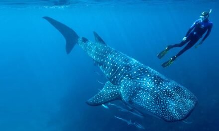 BAJA CALIFORNIA INICIA LA TEMPORADA DE NADO Y AVISTAMIENTO DE TIBURÓN BALLENA EN BAHÍA DE LOS ÁNGELES