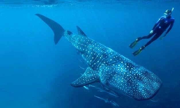 BAJA CALIFORNIA INICIA LA TEMPORADA DE NADO Y AVISTAMIENTO DE TIBURÓN BALLENA EN BAHÍA DE LOS ÁNGELES