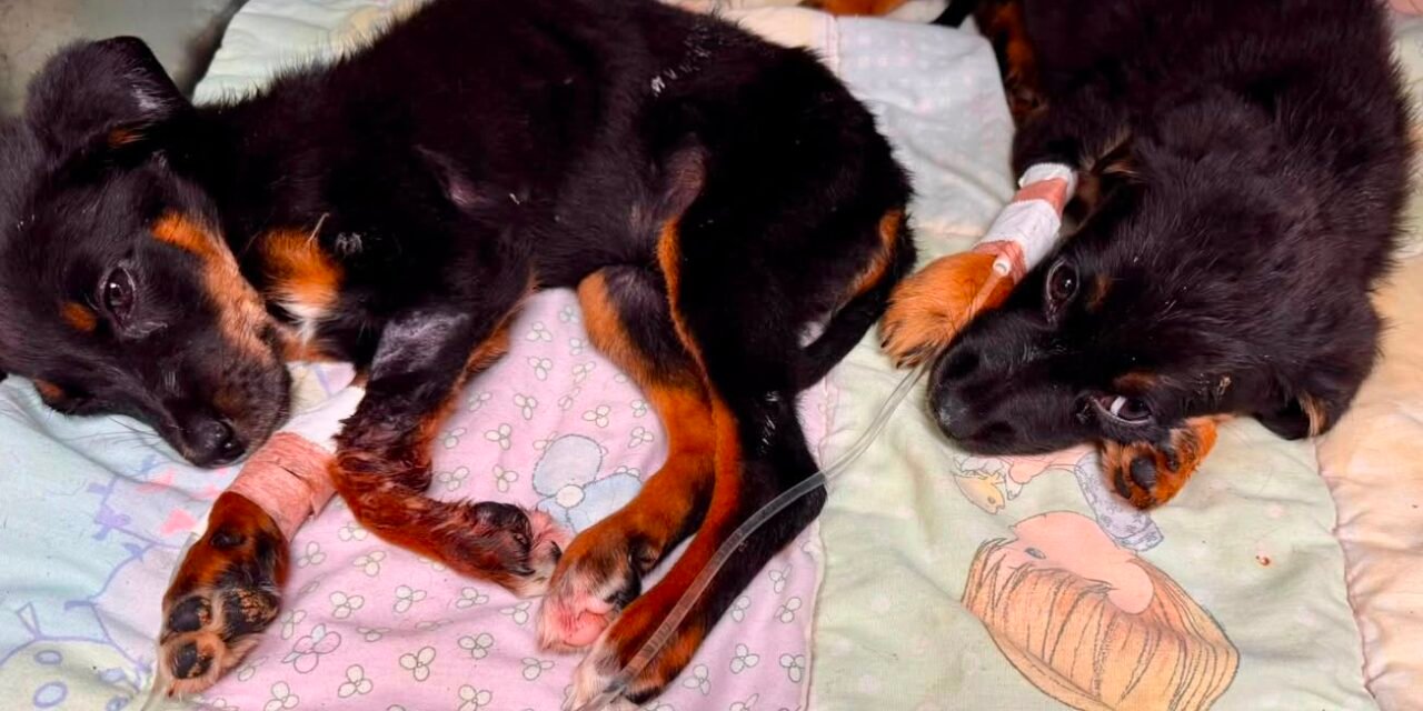 OCHO PERROS RESCATADOS EN ROSARITO INICIAN CAMINO A LA ADOPCIÓN EN EL SANTUARIO MILY*