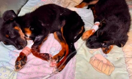 OCHO PERROS RESCATADOS EN ROSARITO INICIAN CAMINO A LA ADOPCIÓN EN EL SANTUARIO MILY*