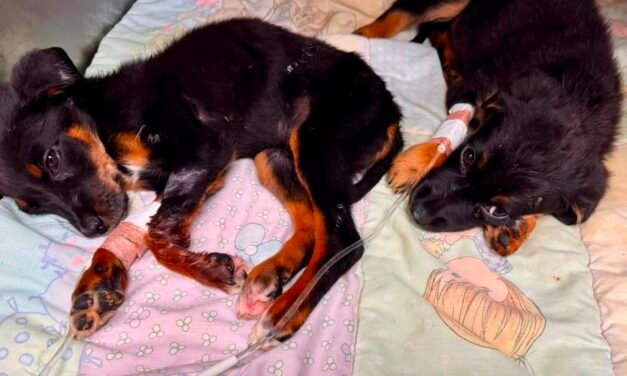OCHO PERROS RESCATADOS EN ROSARITO INICIAN CAMINO A LA ADOPCIÓN EN EL SANTUARIO MILY*