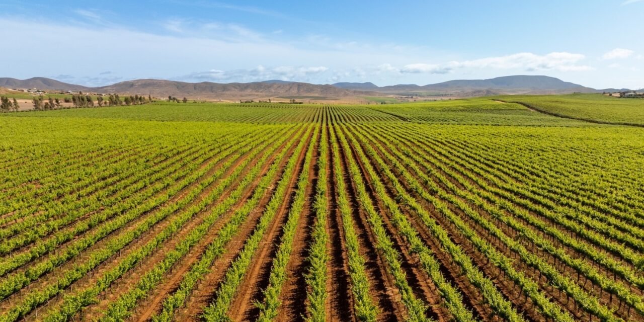 BAJA CALIFORNIA DA LA BIENVENIDA A LAS FIESTAS DE LA VENDIMIA 2026, LA GRAN CELEBRACIÓN DEL VINO MEXICANO