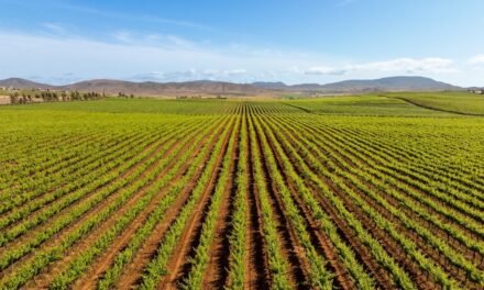 BAJA CALIFORNIA DA LA BIENVENIDA A LAS FIESTAS DE LA VENDIMIA 2026, LA GRAN CELEBRACIÓN DEL VINO MEXICANO