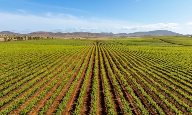 BAJA CALIFORNIA DA LA BIENVENIDA A LAS FIESTAS DE LA VENDIMIA 2026, LA GRAN CELEBRACIÓN DEL VINO MEXICANO