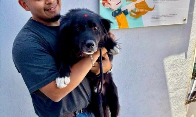 Promueve Gobierno Municipal de Tijuana la adopción responsable de perros y gatos
