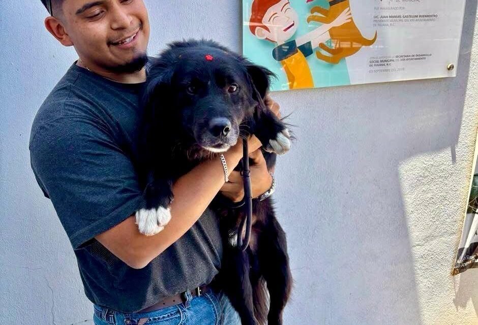 Promueve Gobierno Municipal de Tijuana la adopción responsable de perros y gatos