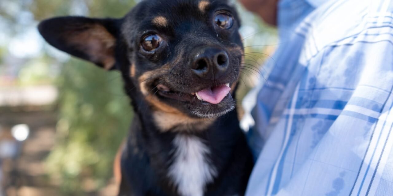 ESTA SEMANA BRINDARÁN VACUNACIÓN ANTIRRÁBICA GRATUITA PARA PERROS Y GATOS EN MEXICALI