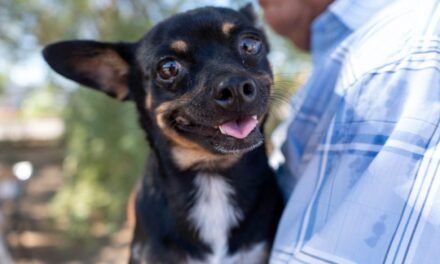 ESTA SEMANA BRINDARÁN VACUNACIÓN ANTIRRÁBICA GRATUITA PARA PERROS Y GATOS EN MEXICALI