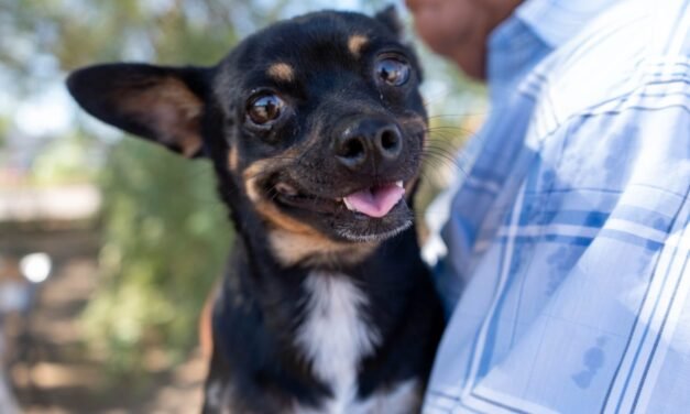 ESTA SEMANA BRINDARÁN VACUNACIÓN ANTIRRÁBICA GRATUITA PARA PERROS Y GATOS EN MEXICALI