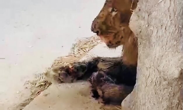 OPERATIVO DE RESCATE: ASEGURAN LEÓN EN LA ZONA DE VALLE REDONDO